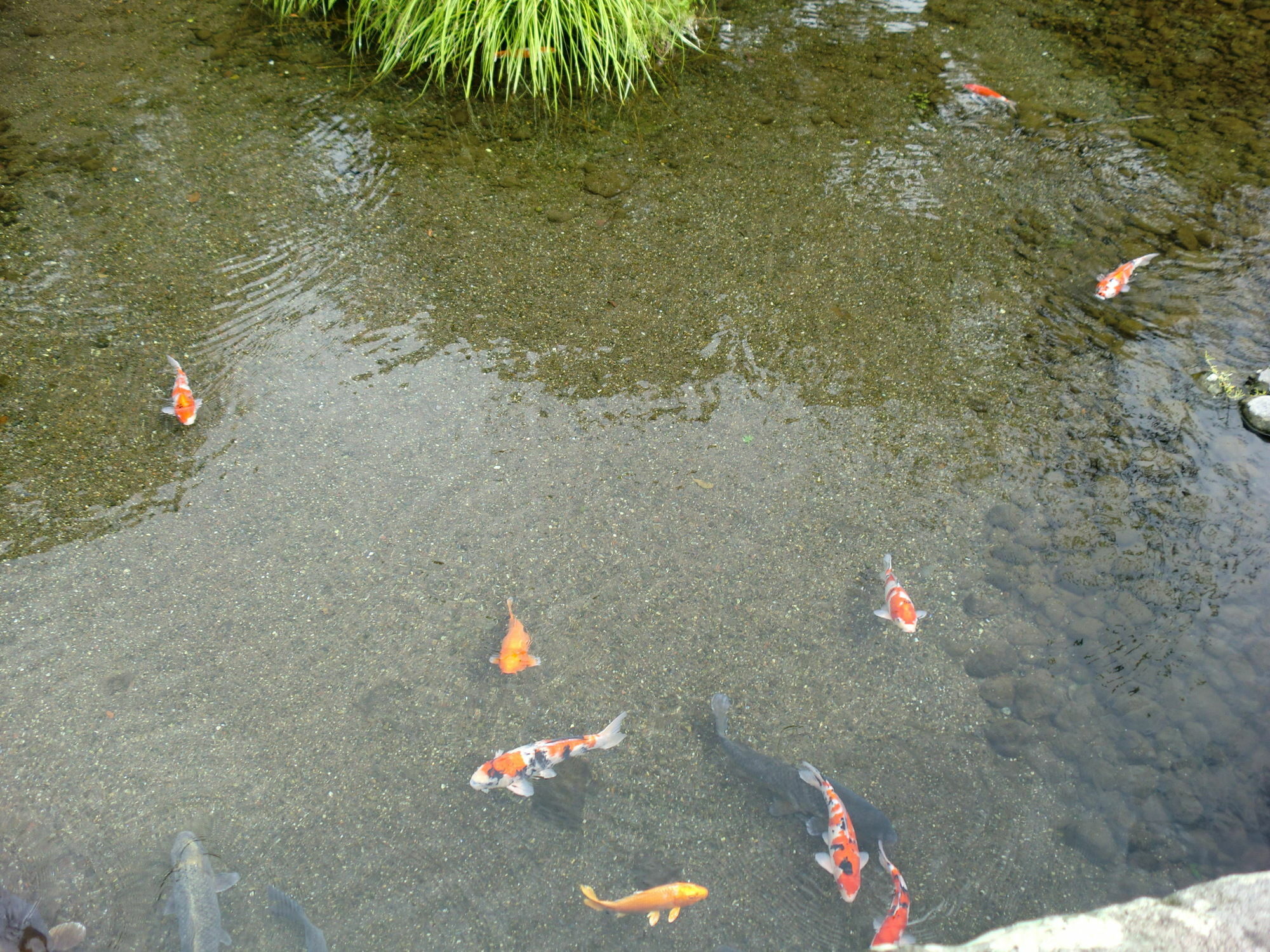 Suizenji Comfort Hotel Kumamoto Bagian luar foto